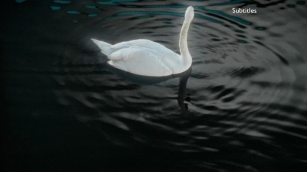image from: BBC Two Swan Ident