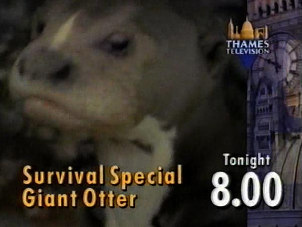 image from: Wednesday Comedy / Survival Special (2)