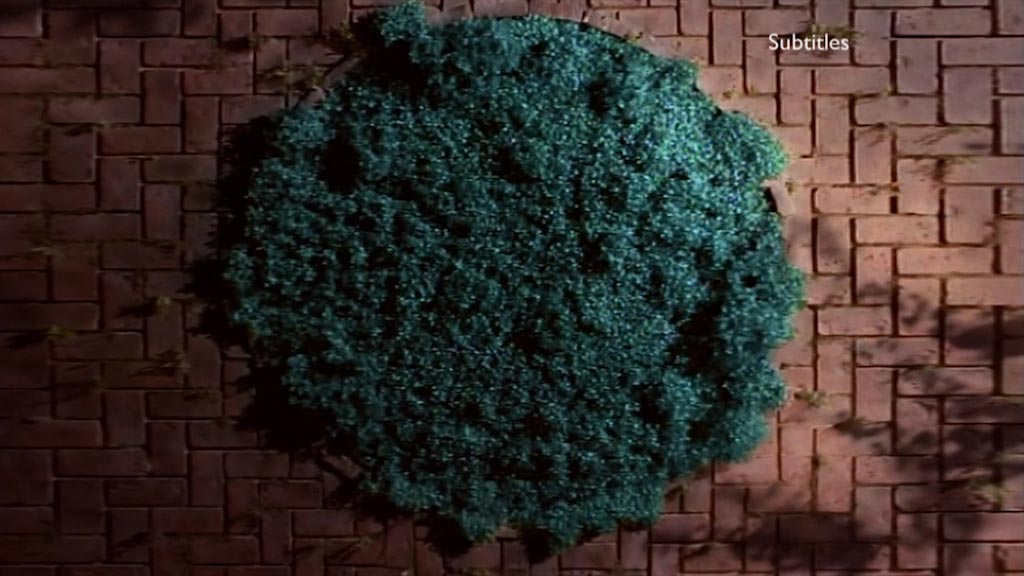 image from: BBC Two Gardening Ident