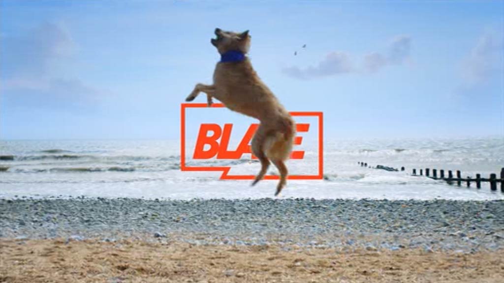 image from: Blaze Ident - Dogs
