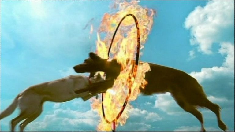 BBC One Ident – Dog Display | TVARK