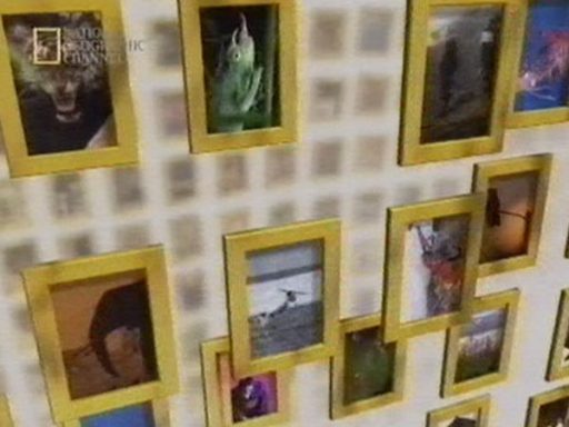 National Geographic Channel Ident Tvark